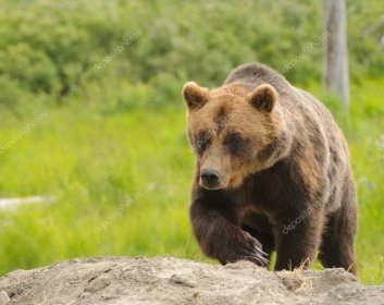 Stáhnout - Medvěd grizzly v klidu u potoka — Stock obrázek
