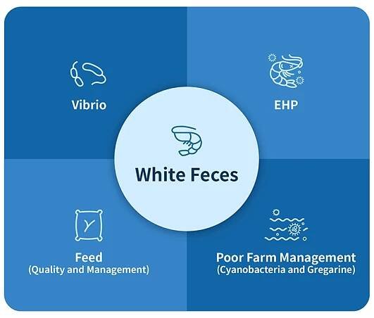 Causes and Preventive Methods for WFS in L. Vannamei | Grobest Group