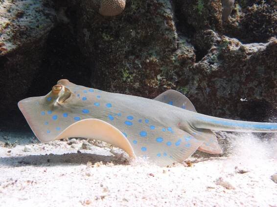 About Sataya Reef - Al Thuraya Red Sea
