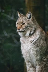 Lynx vs Bobcat: Rozdíl a srovnání