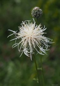 Chrpa čekánek - bílá forma (Centaurea scabiosa)