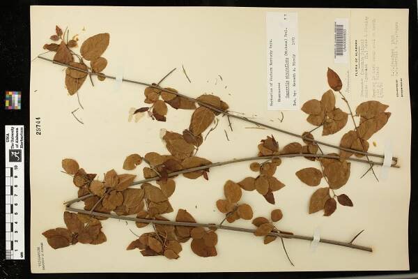 Sageretia minutiflora - Species Page - APA: Alabama Plant Atlas 