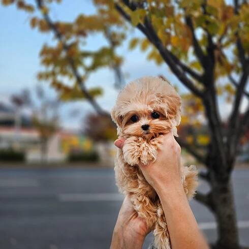 Mini Maltipoo for sale-Molly