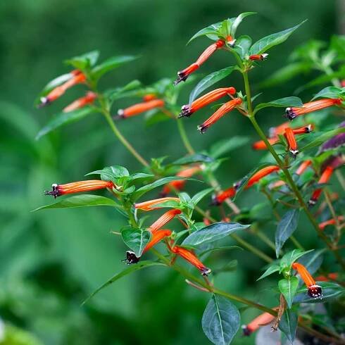 Cuphea 'Cherrybells'
