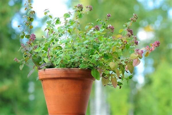 Dobromysl (oregano) 8