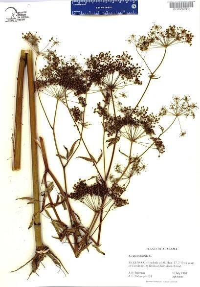 Cicuta maculata - Species Page - APA: Alabama Plant Atlas 