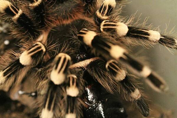 Základová fotografie na téma arachnofobie, bezobratlí, biodiverzity, biologický, chlupatý, členovec, děsivé, děsivý, detail