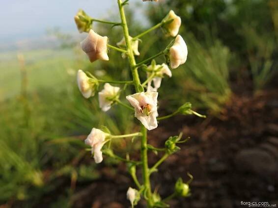 Divizna brunátná (Verbascum phoeniceum)