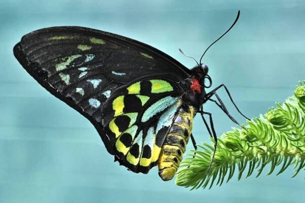 samec cairns birdwing butterfly. - ornithoptera euphorion - stock snímky, obrázky a fotky