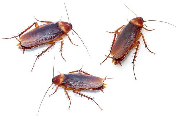 Roaches