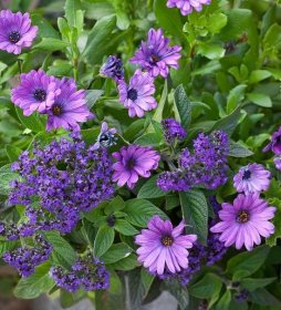 Heliotrope and Osteospermum Collection