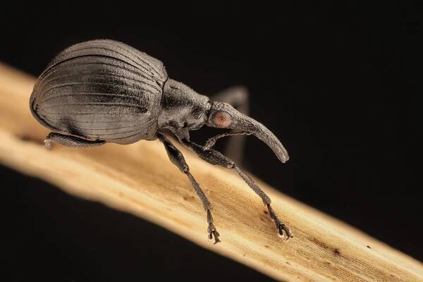 Weevil, Weevil, Rock You