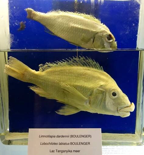 Lobochilotes