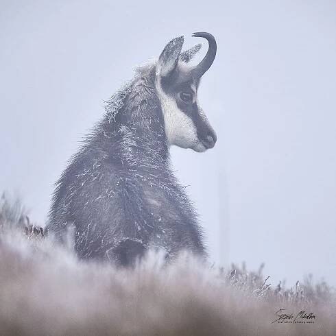 Sudokopytníci turovití | Štěpán Mikulka | Wildlife fotograf