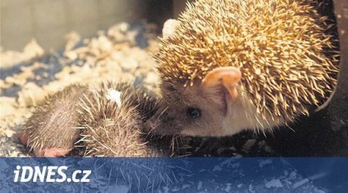 Večerníčkový hrdina ježek Aladin má v jihlavské zoo potomky - iDNES.cz