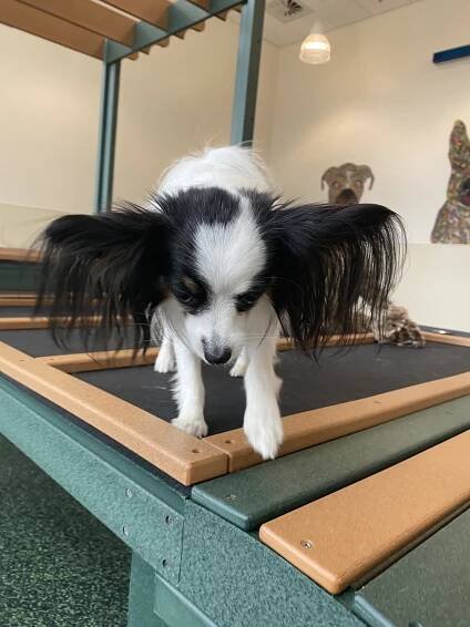 Atlanta GA Pet Boarding, Daycare, Pet Grooming, Training | Lucky & Lady