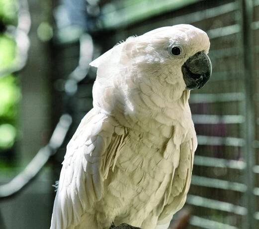 Kakadu bílý | Papouščí zoologická zahrada