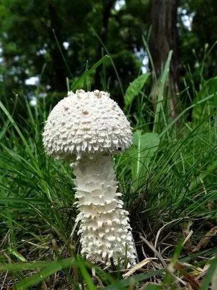 Muchomůrka Vittadiniho - Amanita vittadinii - Kudluv fotoatlas hubKudluv fotoatlas hub