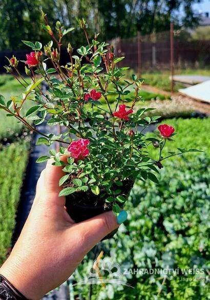 RŮŽIČKA – ROSA LILLY ROSE