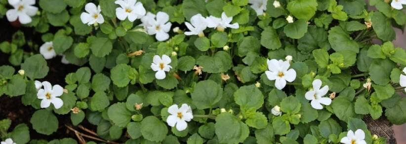 Bacopa drobnolistá