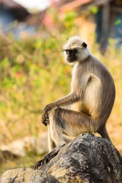 I am not a fan of anthropomorising in general but when it comes to monkeys it is so easy to see human emotions and feelings in them.