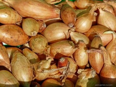 Cibule kuchyňská Všetana - sazečka (Allium cepa)