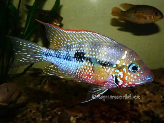 Thorichthys ellioti - Kančík Elliotův