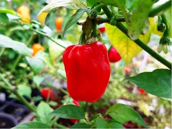 Chilli paprička HABANERO RED - Zelenina | Subtropické zahradnictví KRUH