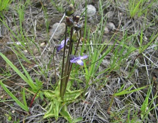 Tučnice obecná (Pinguicula vulgaris)