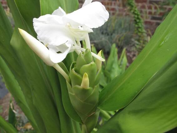 perennials | pbmGarden