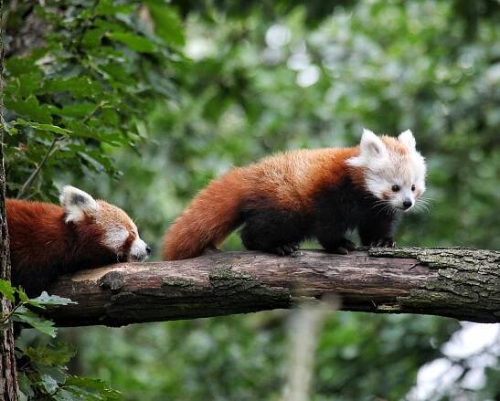 Pandí chlapeček dostal krásné jméno Siddhi, vybrali jej návštěvníci brněnské zoo