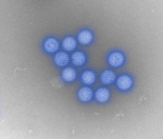 Viruses we study | The Pirbright Institute