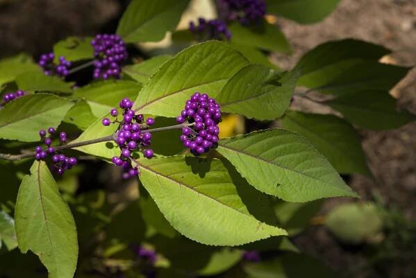 Krásnoplodka japonská (Callicarpa japonica)