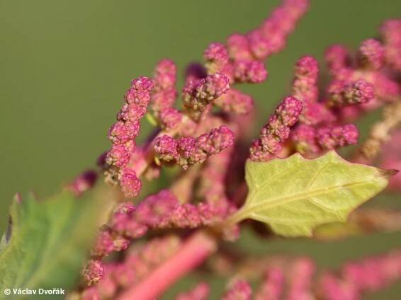 Chenopodium chenopodioides - merlík slanomilný | Amaranthaceae - laskavcovité | Natura Bohemica
