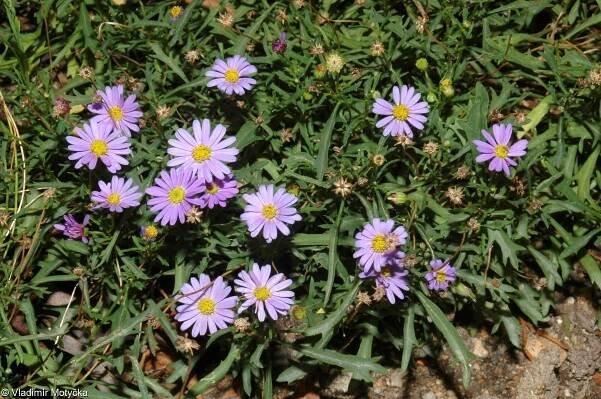 Brachyscome iberidifolia – všelicha iberkolistá