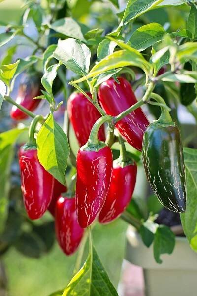 Ultimate Guide to Growing Jalapenos - Happy DIY Home