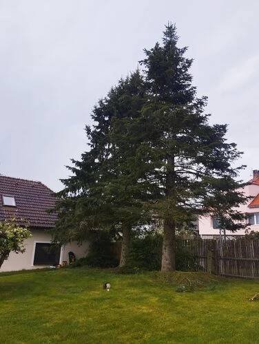Rizikové kácení stromů od 1 500 Kč Postupice, Milovanice Tomáš Kopřiva - Arboristika a rizikové kácení • Firmy.cz