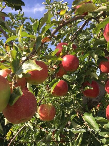 Apple Picking 2 2015