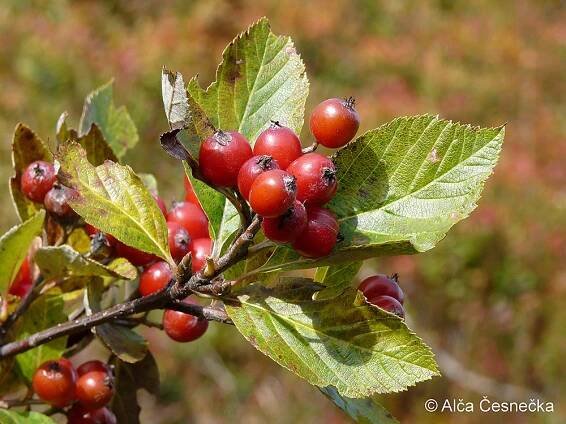 Sorbus sudetica – jeřáb sudetský