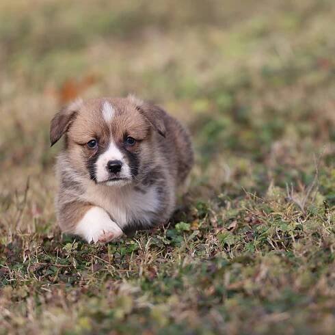 corgi puppies