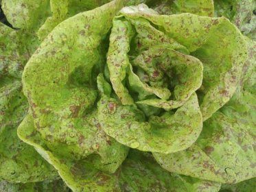 Lettuce Take You Back With Healthy Heirlooms! | Hibiscus Hill Farm & Ranch
