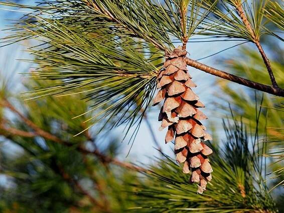 Borovice vejmutovka Pinus strobus | Blanokřídlí v Praze