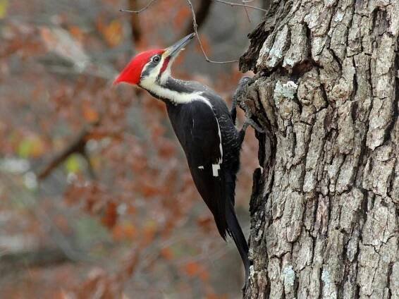 datel chocholatý (Dryocopus pileatus)