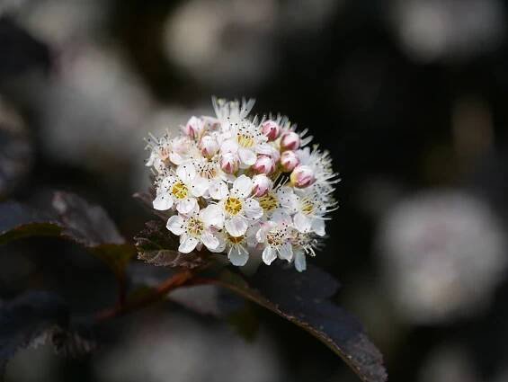 Physocarpus opulifolius 'Diabolo' | tavola kalinolistá 'Diabolo' - Van den Berk školky