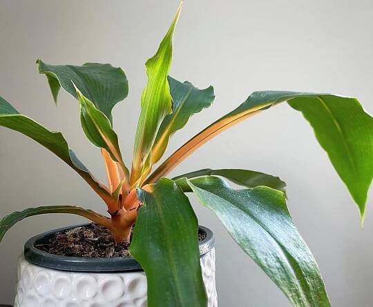 Ep. 138- The Mandarin Plant