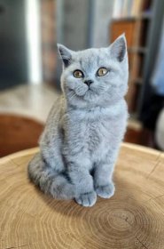 Britská modrá krátkosrstá koťátka ( kocourek ) s PP