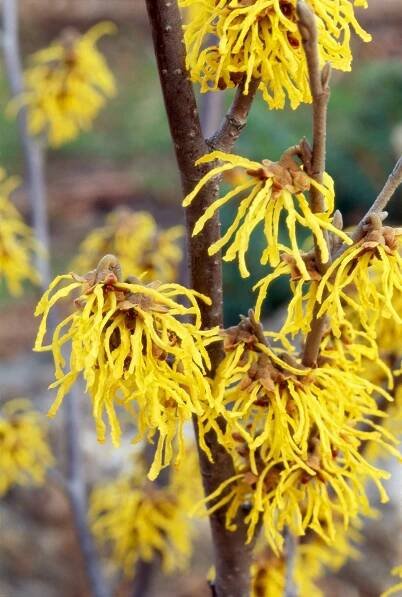 a branch of witch hazel covered with blooms