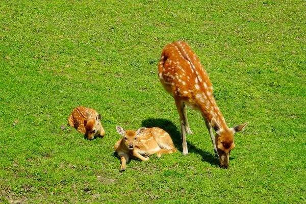 Zoologická zahrada Ústí nad Labem foto 1