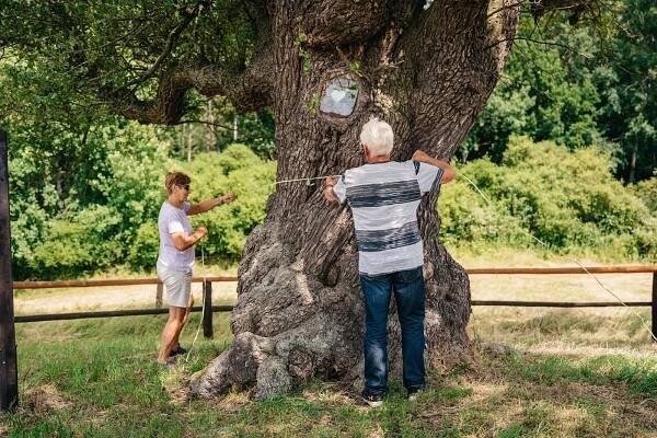 Hruška u Uherského Hradiště bojuje o Strom roku 2025. Hlasovat lze do neděle