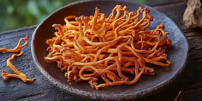 Cordyceps